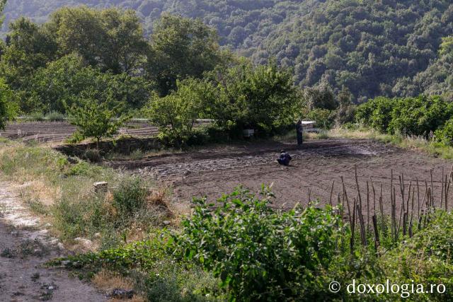 Mănăstirea Constamonitu