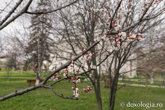 Flori de primăvară Mănăstirea Golia