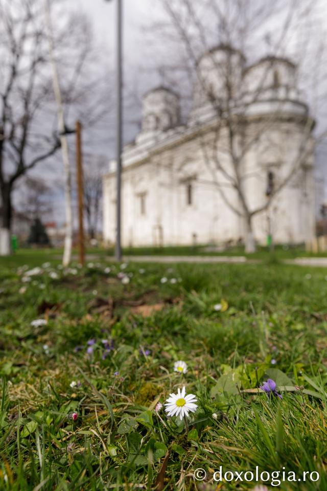 Flori de primăvară Mănăstirea Golia