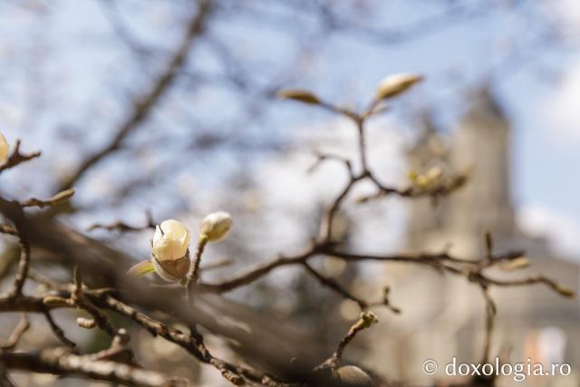Flori de magnolii Mănăstirea Sfintii Trei Ierarhi