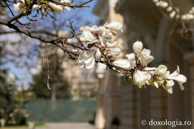 Flori de magnolii