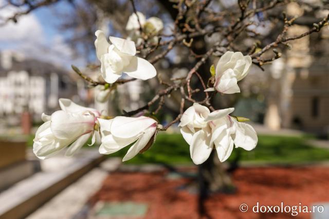 Flori de magnolii