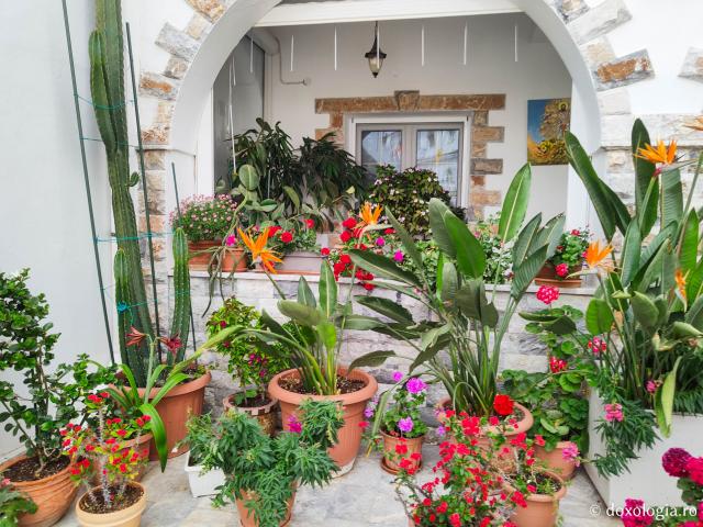 Florile de la Manastirea „Sfântul Rafail” din Insula Lesvos