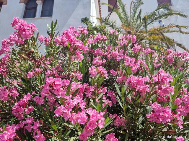 Frumusețea florilor de la Mănăstirea Sfântului Nectarie din Eghina