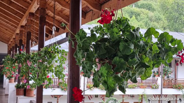 Mănăstirea Arnota