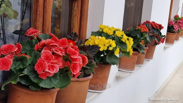 Mănăstirea Arnota