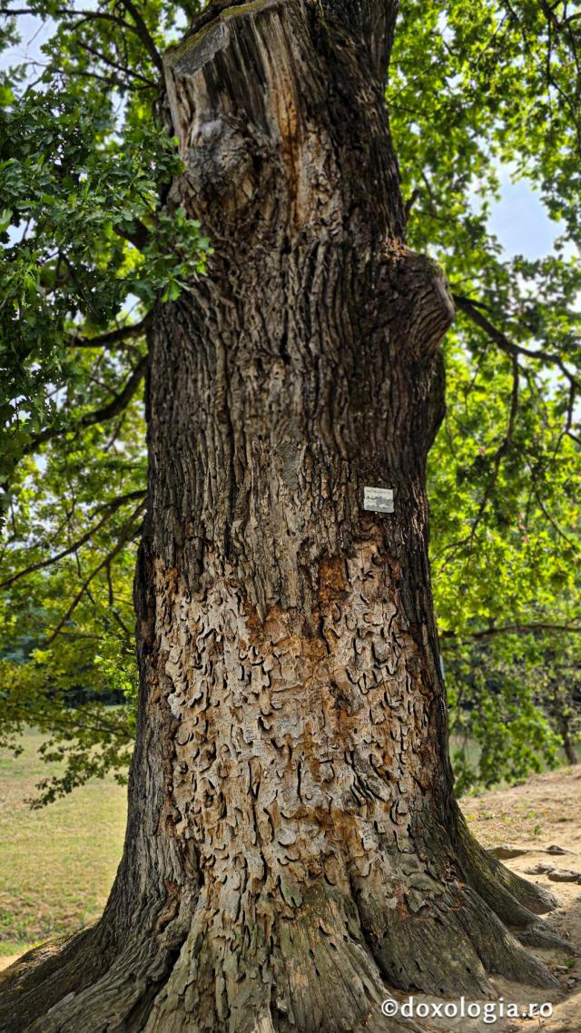 Mănăstirea Dintr-un Lemn - stejarii seculari, monument al naturii