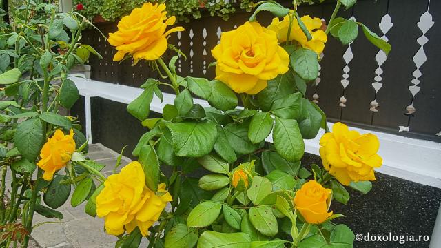 Mănăstirea Dintr-un Lemn