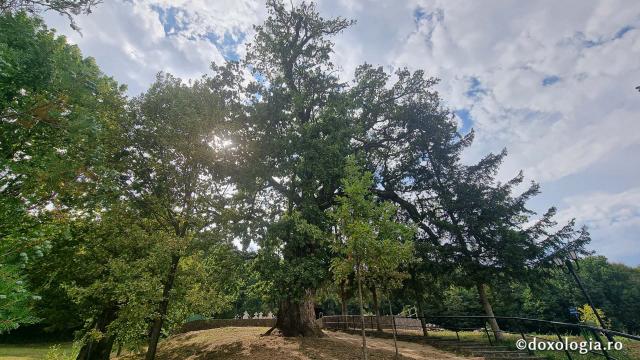 Mănăstirea Dintr-un Lemn - stejarii seculari, monument al naturii