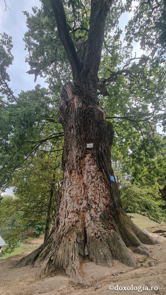 Mănăstirea Dintr-un Lemn - stejarii seculari, monument al naturii