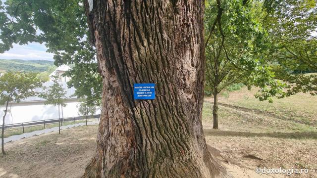 Mănăstirea Dintr-un Lemn - stejarii seculari, monument al naturii