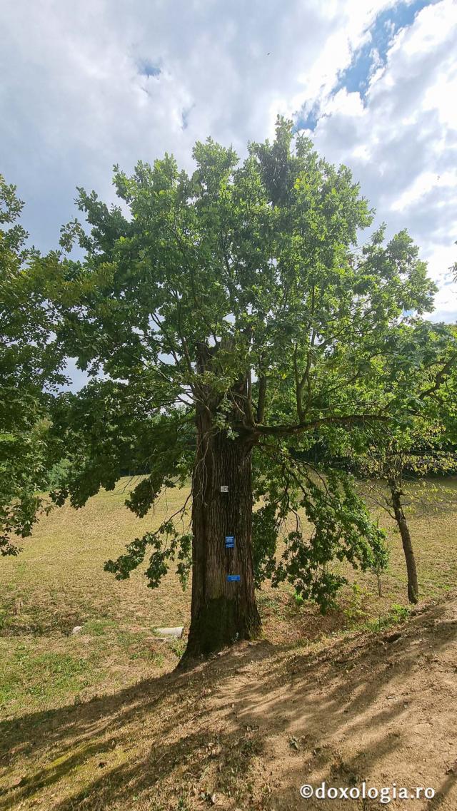 Mănăstirea Dintr-un Lemn - stejarii seculari, monument al naturii