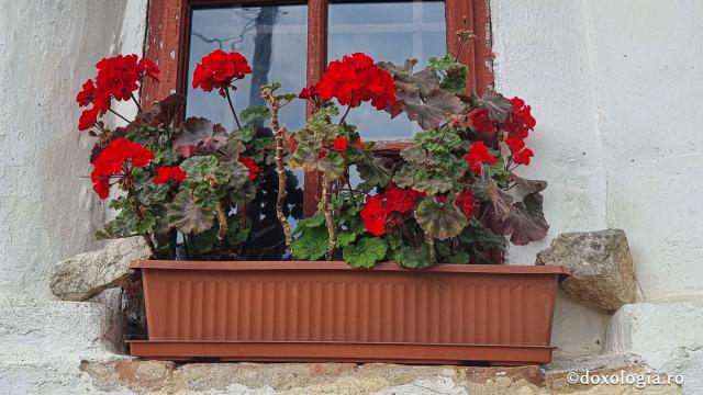 Mănăstirea Păpușa
