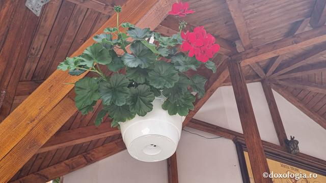 Mănăstirea Sfântul Ilie Paltinul