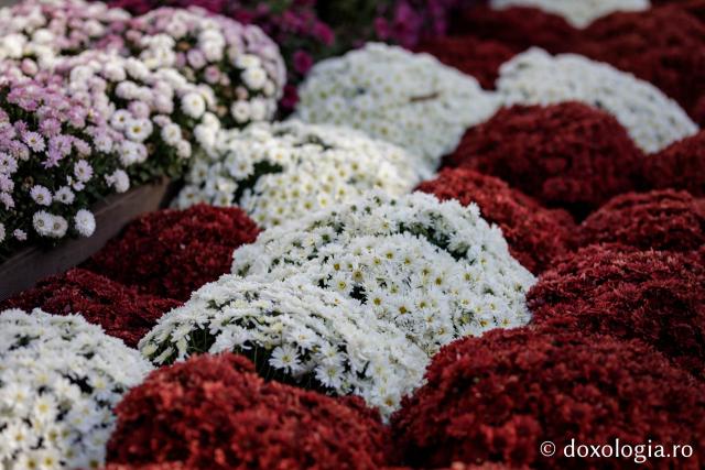 (Foto) Florile Sfintei Parascheva – jertfă în culori pentru Ocrotitoarea Moldovei
