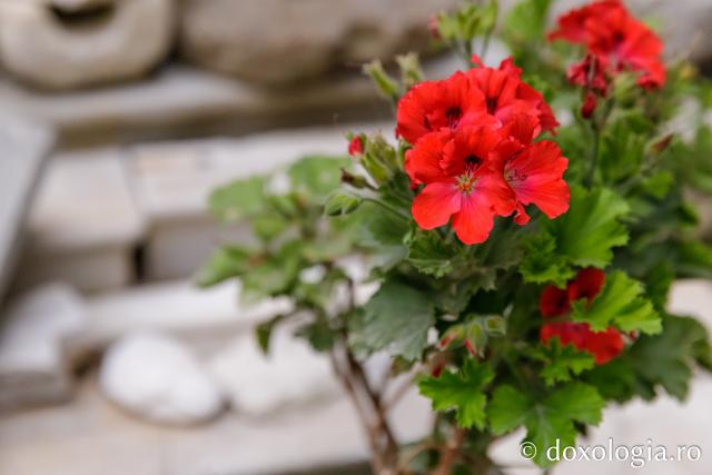 Florile din curtea Mănăstirii „Sfântul Pavel” din Athos