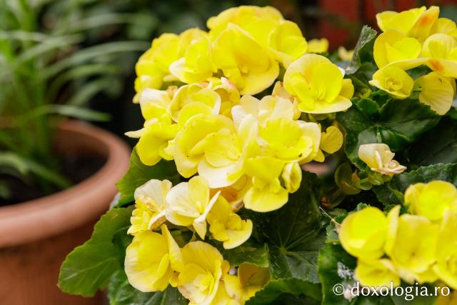 Florile din curtea Mănăstirii „Sfântul Pavel” din Athos