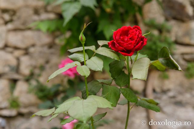 Florile din curtea Mănăstirii „Sfântul Pavel” din Athos