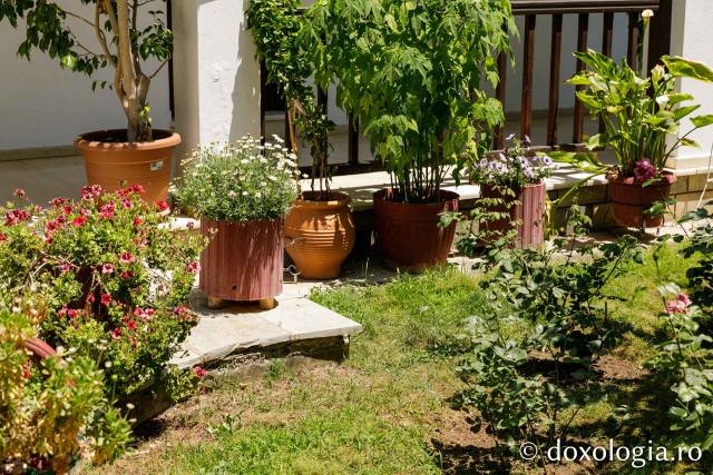 Grădina de flori de la Mănăstirea Kato Xenia