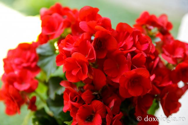 Grădina de flori de la Mănăstirea Kato Xenia