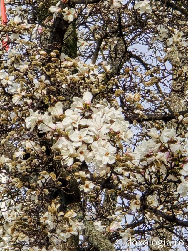 Iașul în floare