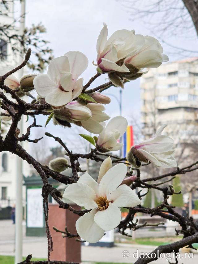 Iașul în floare