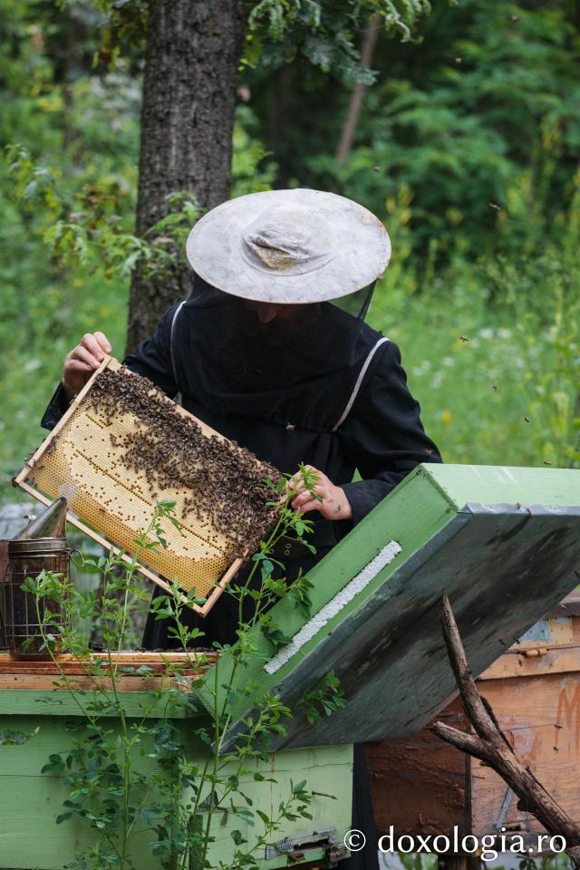 Mănăstirea Cozancea