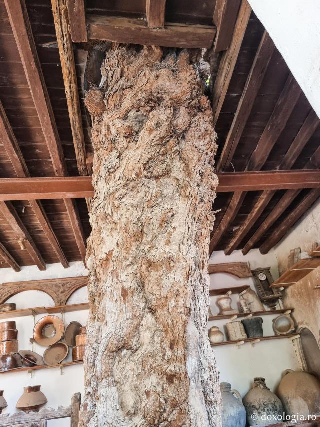 Copacul Sfântului Cuvios Efrem Sirul