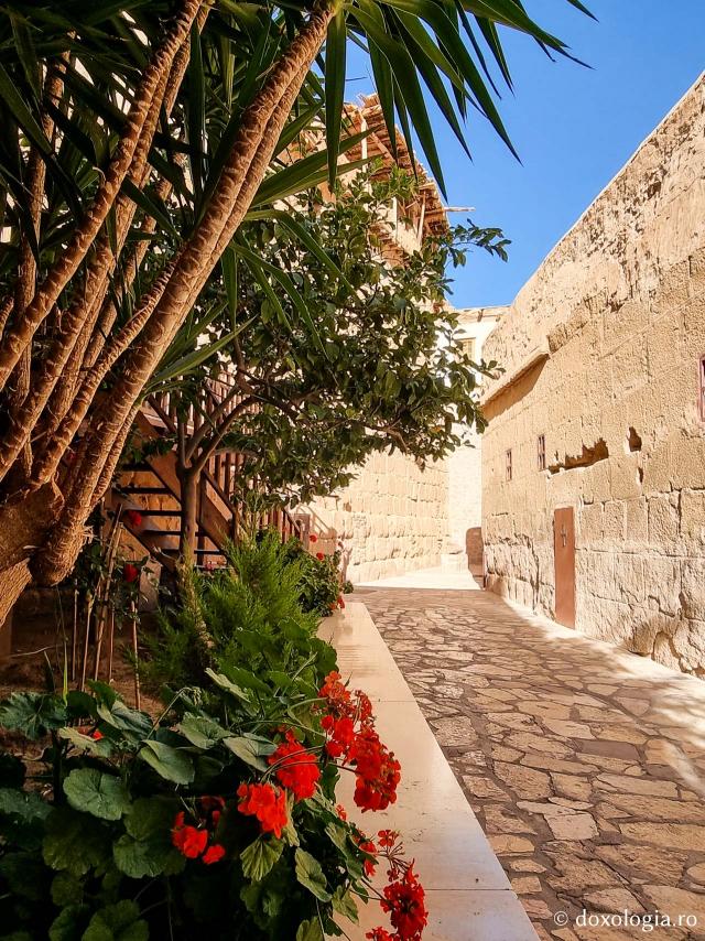 Florile de la Mănăstirea „Sfânta Ecaterina” din Sinai