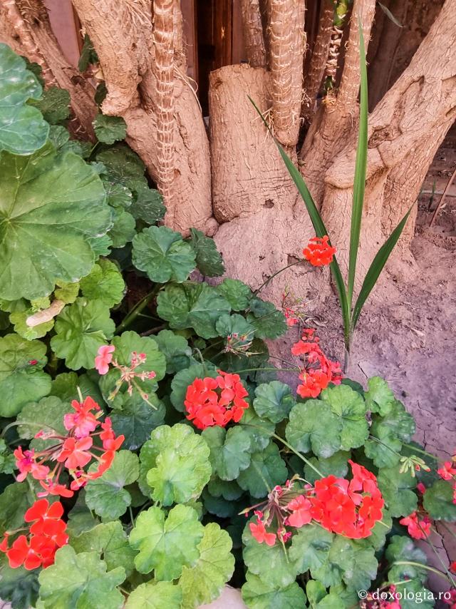 Florile de la Mănăstirea „Sfânta Ecaterina” din Sinai