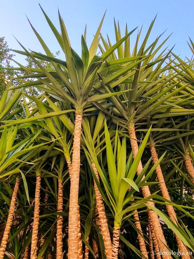 Florile de la Mănăstirea „Sfânta Ecaterina” din Sinai