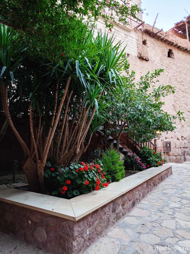 Florile de la Mănăstirea „Sfânta Ecaterina” din Sinai