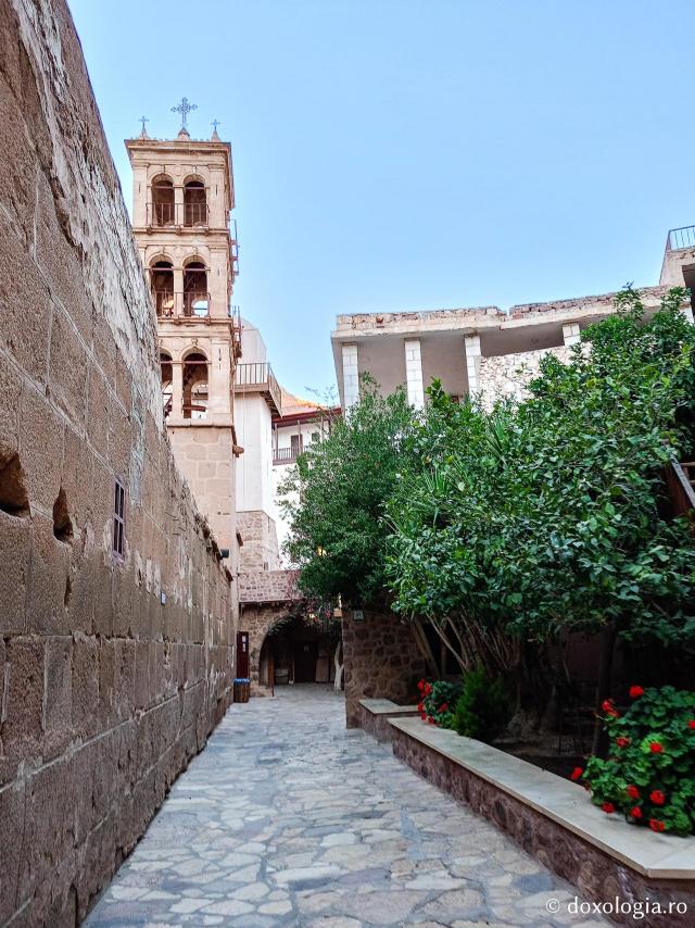 Florile de la Mănăstirea „Sfânta Ecaterina” din Sinai
