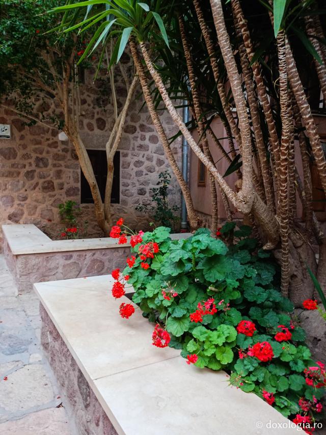 Florile de la Mănăstirea „Sfânta Ecaterina” din Sinai