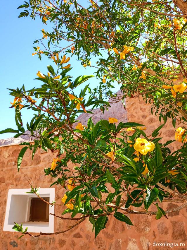 Florile de la Mănăstirea „Sfânta Ecaterina” din Sinai