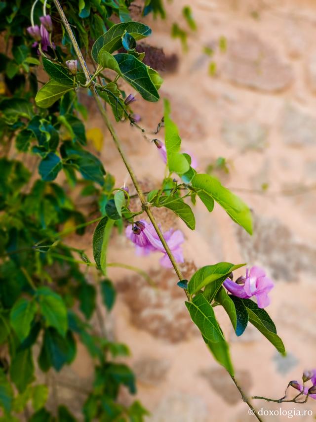 Florile de la Mănăstirea „Sfânta Ecaterina” din Sinai