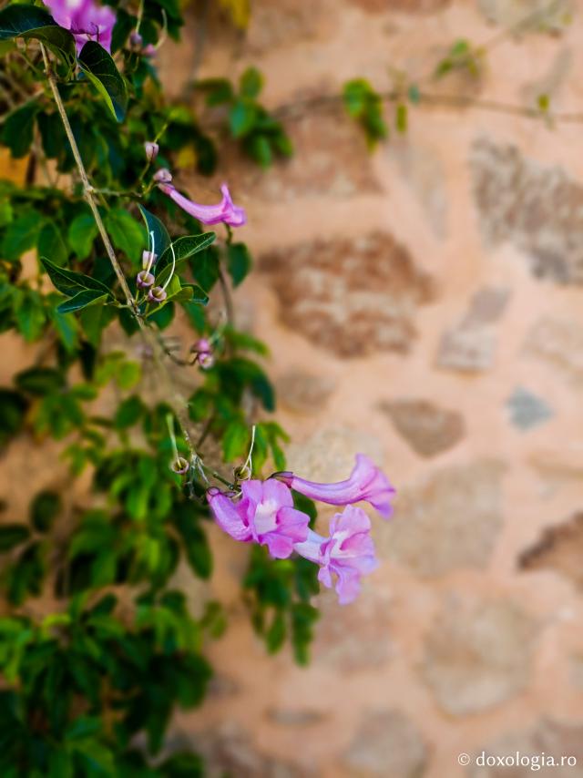 Florile de la Mănăstirea „Sfânta Ecaterina” din Sinai