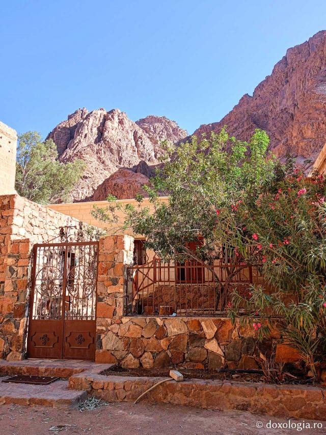 Florile de la Mănăstirea „Sfânta Ecaterina” din Sinai