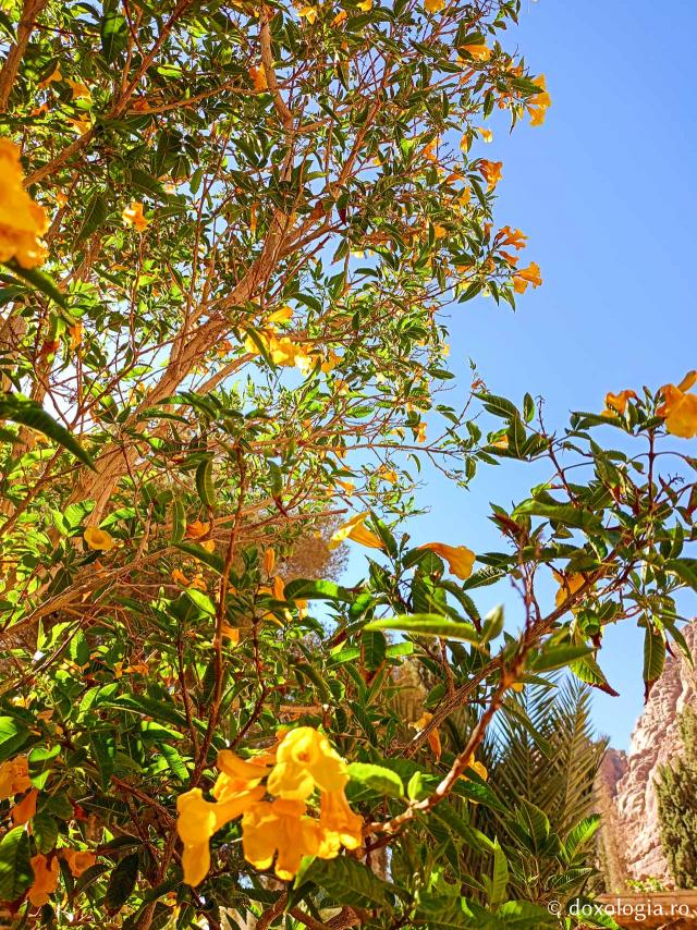 Florile de la Mănăstirea „Sfânta Ecaterina” din Sinai