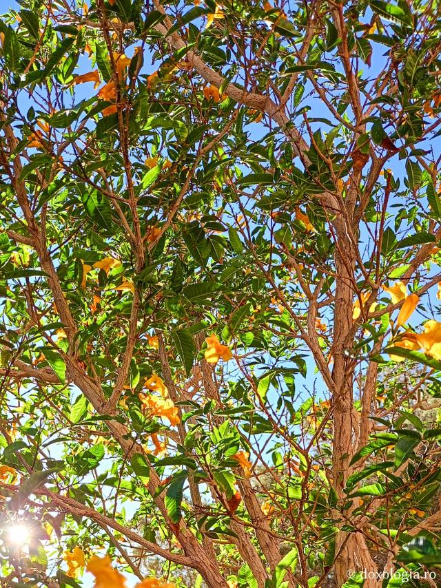 Florile de la Mănăstirea „Sfânta Ecaterina” din Sinai