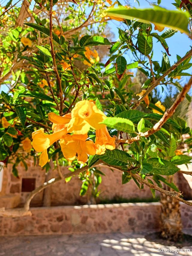 Florile de la Mănăstirea „Sfânta Ecaterina” din Sinai