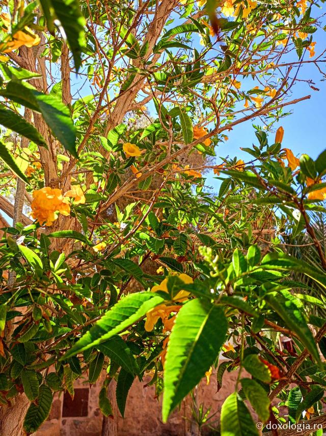 Florile de la Mănăstirea „Sfânta Ecaterina” din Sinai