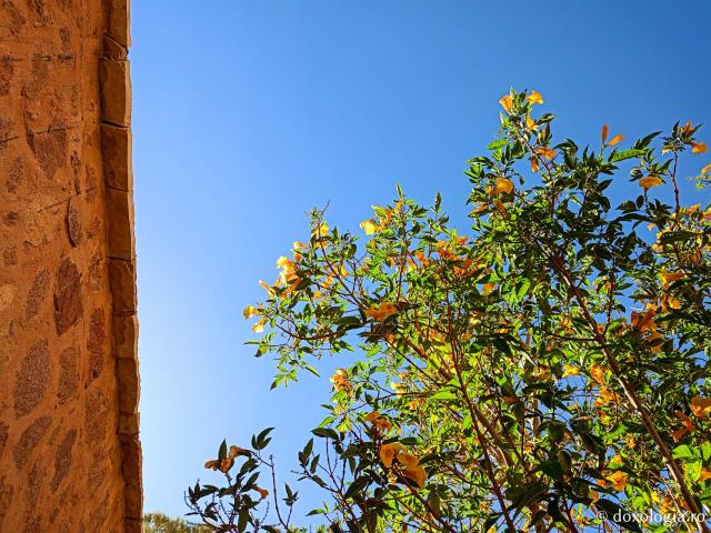 Florile de la Mănăstirea „Sfânta Ecaterina” din Sinai