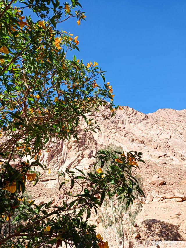 Florile de la Mănăstirea „Sfânta Ecaterina” din Sinai
