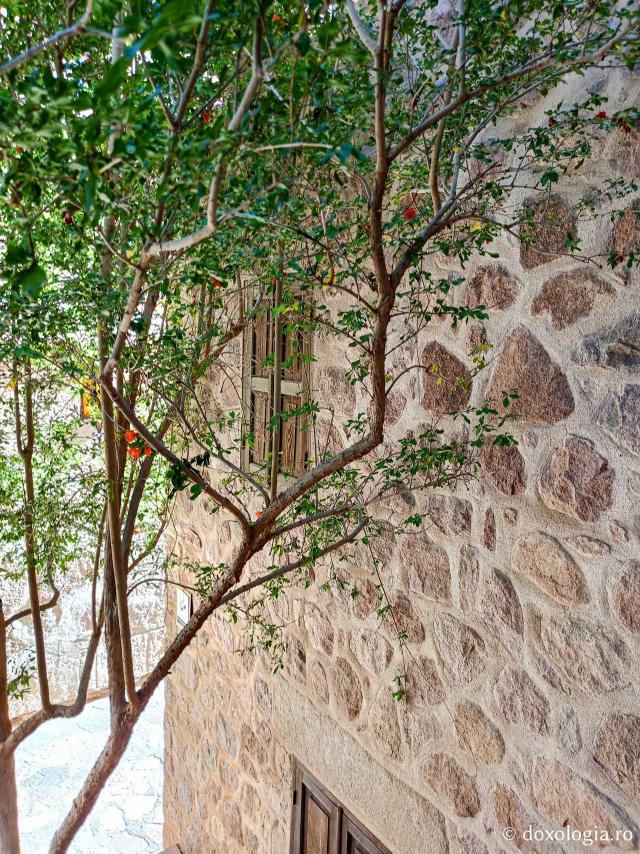 Florile de la Mănăstirea „Sfânta Ecaterina” din Sinai