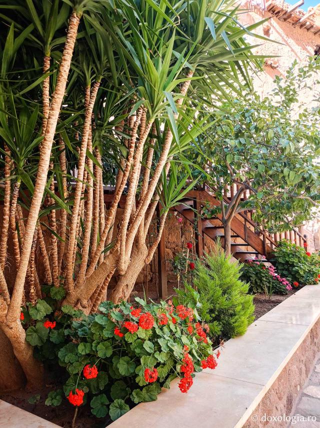lorile de la Mănăstirea „SfântaFlorile de la Mănăstirea „Sfânta Ecaterina” din Sinai Ecaterina” din Sinai