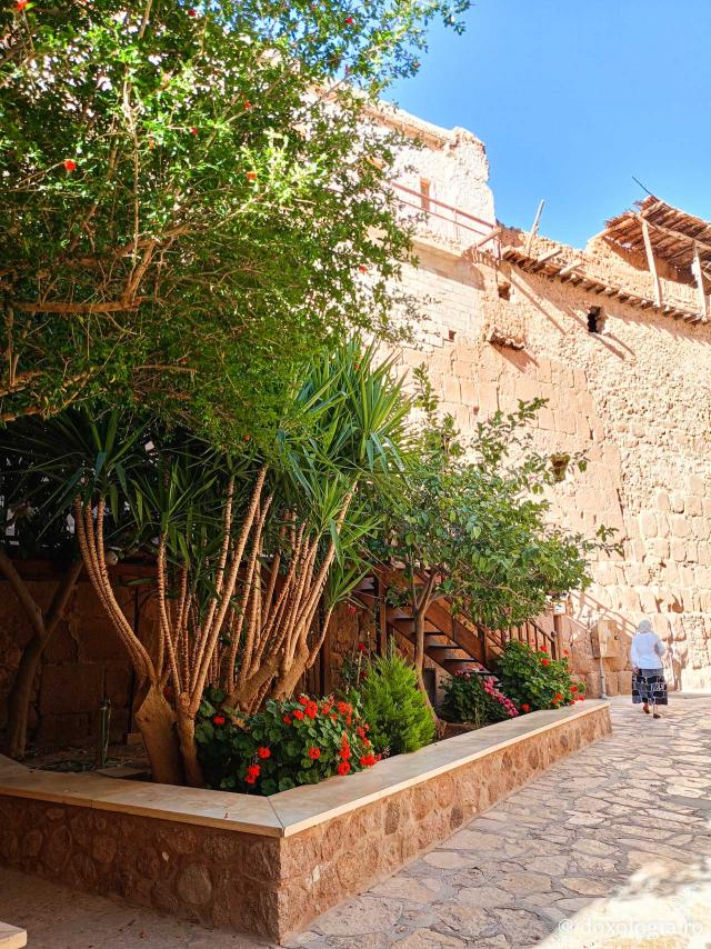 Florile de la Mănăstirea „Sfânta Ecaterina” din Sinai