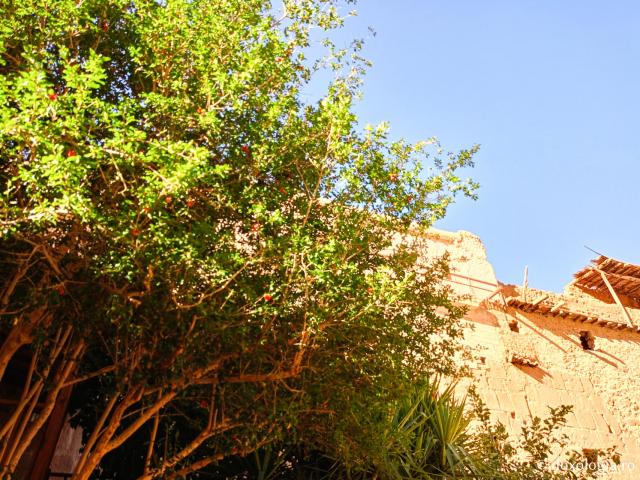 Florile de la Mănăstirea „Sfânta Ecaterina” din Sinai