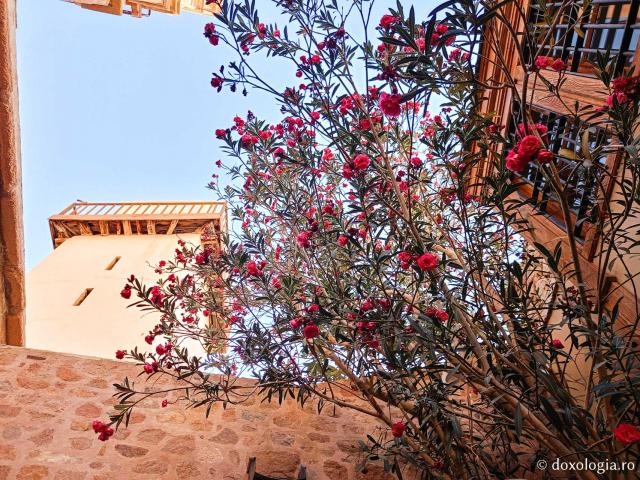 Florile de la Mănăstirea „Sfânta Ecaterina” din Sinai