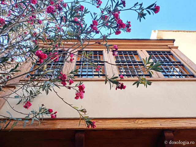 Florile de la Mănăstirea „Sfânta Ecaterina” din Sinai